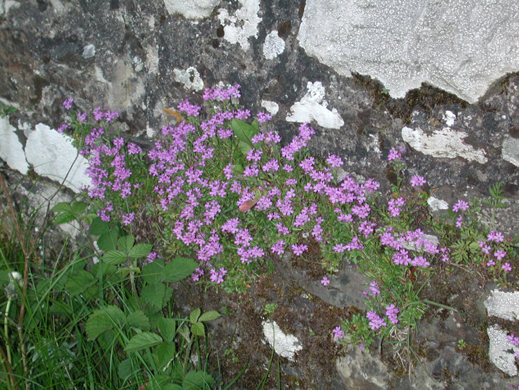 Flowers in Murragh Cemetery.jpg 544.3K